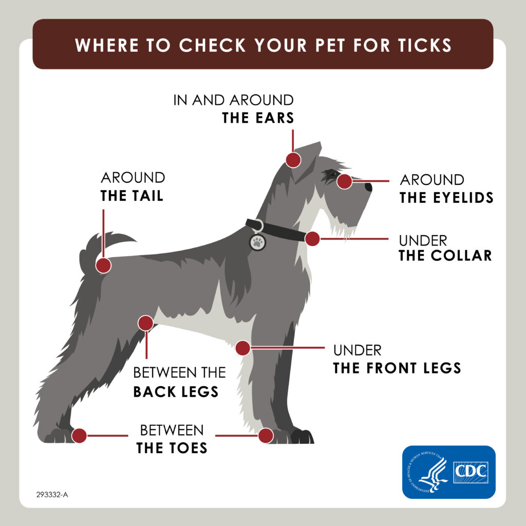 Tick check on dog