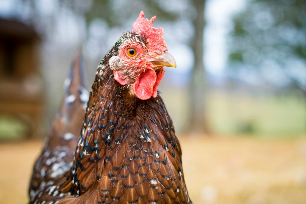 Photo of a hen. 