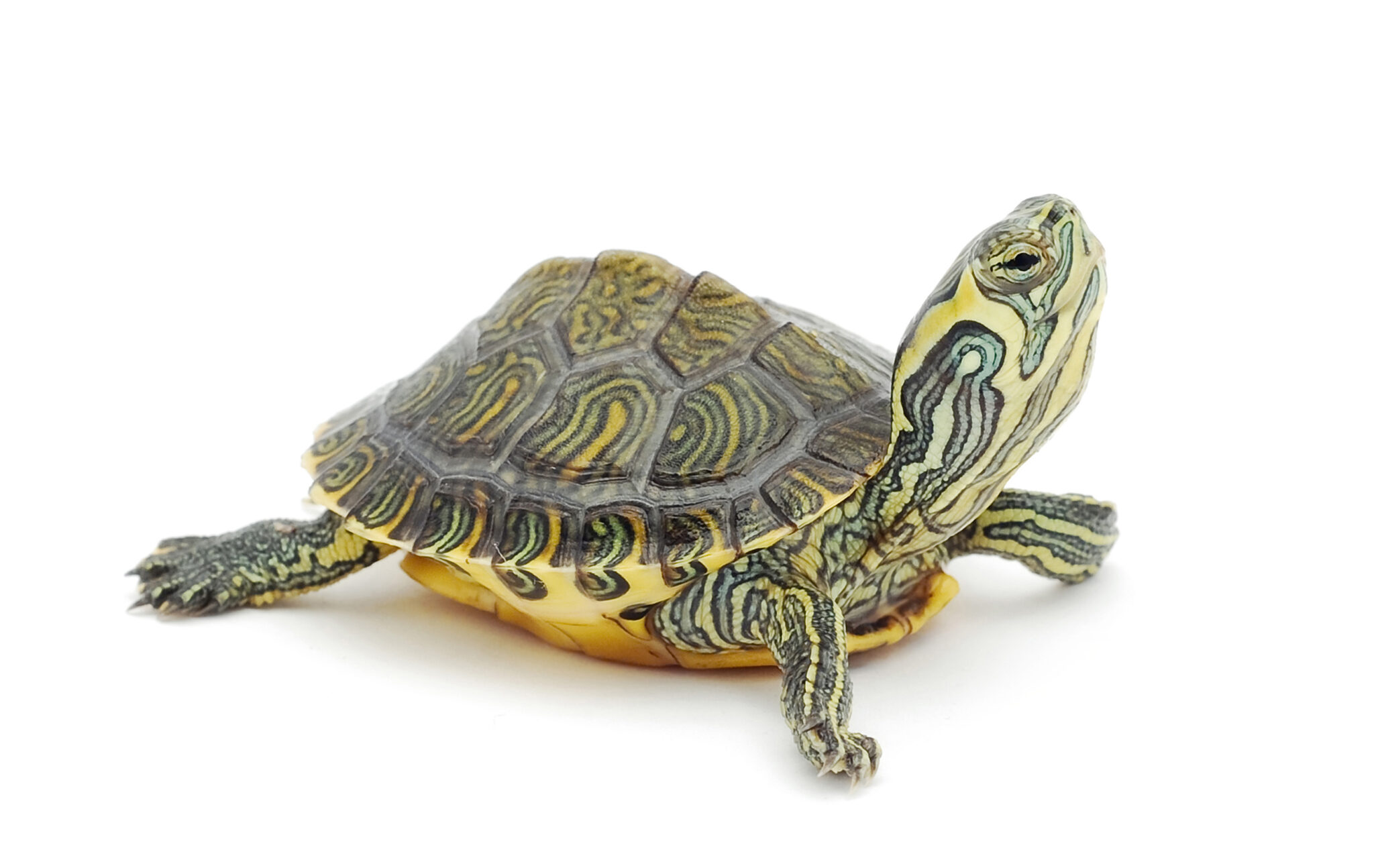 Samll Turtles Small Turtles Causing Salmonella in Young Children - Cambridge Public ...