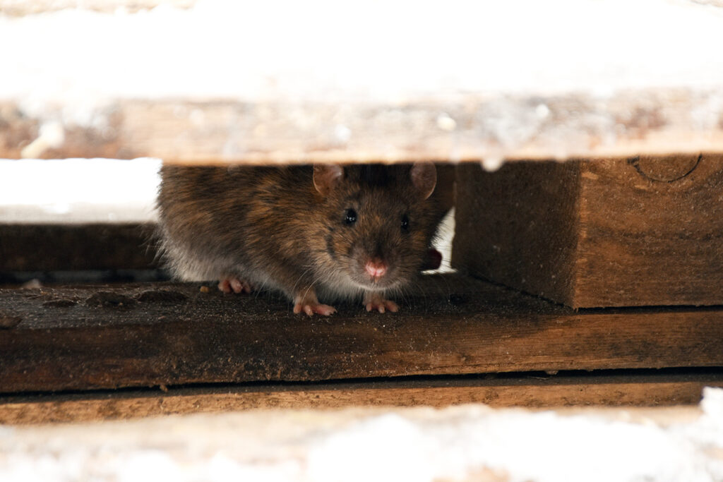 A photo of a brown rat hiding under a wooden plank. Stock photo.