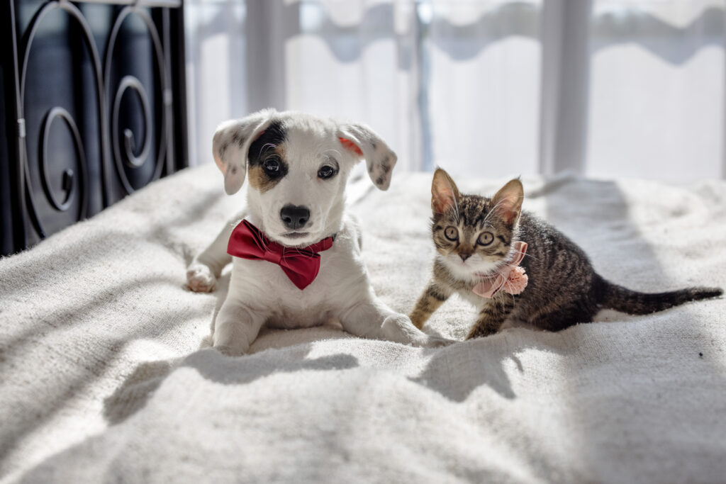A photo of a puppy and a tabby kitten. The kitten playfully swats at the puppy with its tiny paw, while the puppy wags its tail, eager to join in the fun. Sunlight streams through a nearby window, casting a warm glow on their soft fur and highlighting their playful expressions. Their tiny paws shuffle across the cozy floor as they tumble and chase each other in pure excitement. The blurred background of a cozy home setting adds to the warmth of this heartwarming moment.