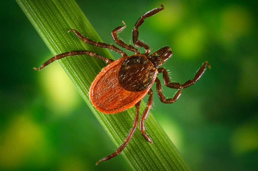 A close up image of a blacklegged tick. It's brownish/black and red. 